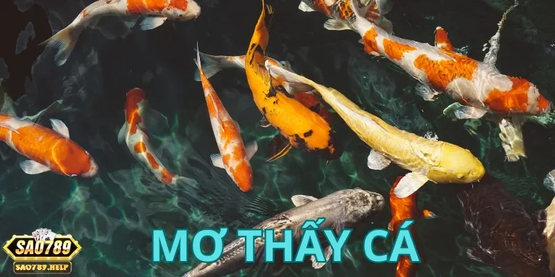 Xem và tra cứu ngay nằm mơ thấy cá đánh con gì